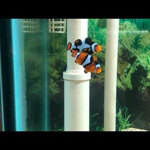 Meet your Posher, Lillian